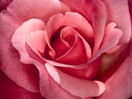 Pink-rose painting